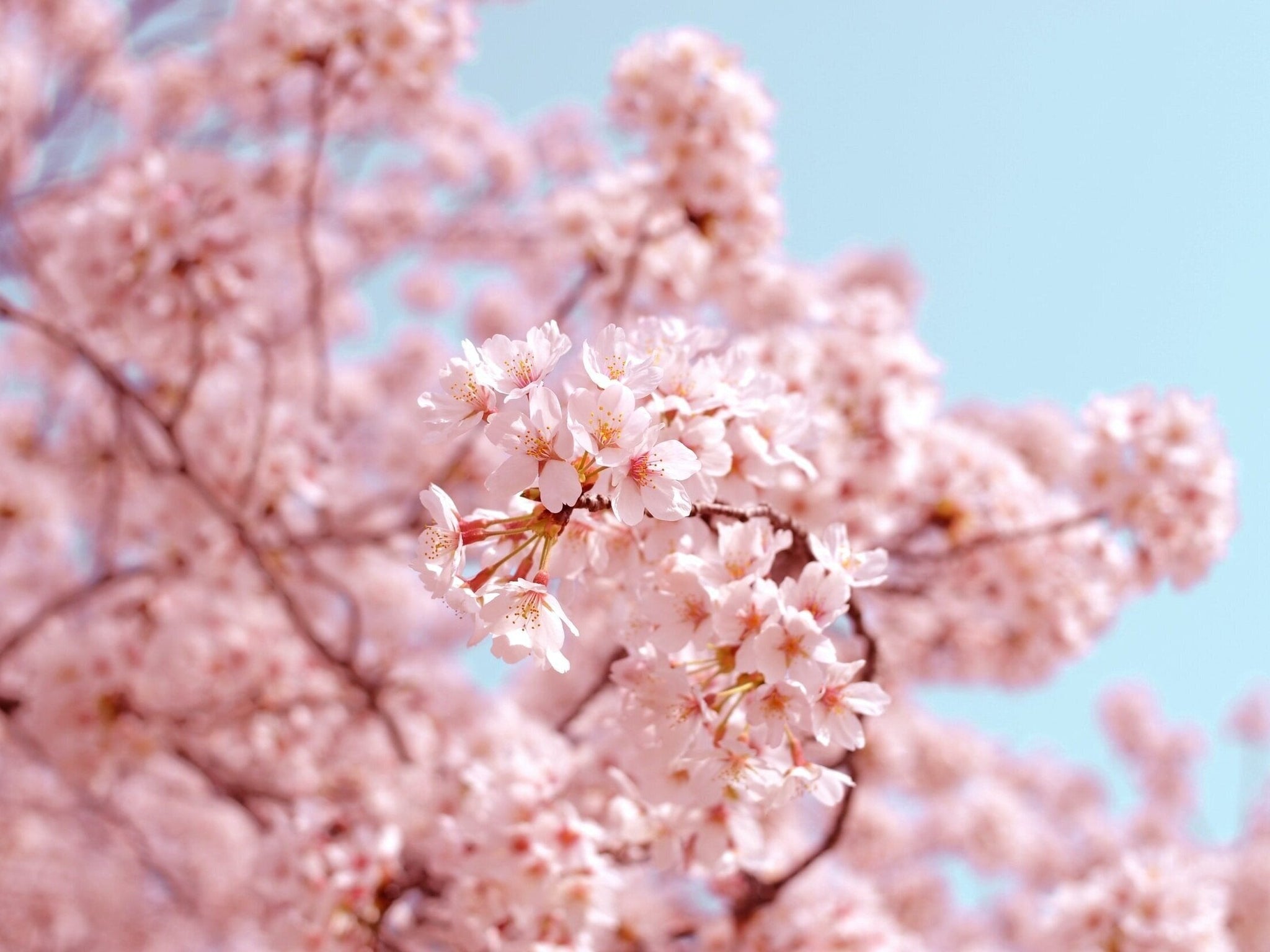 La pyramide olfactive : comment bien choisir son parfum de bougie naturelle