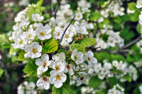 Aubépine