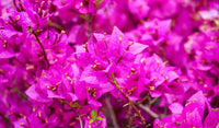 Fleur de Bougainvillier