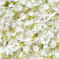 Jasmin