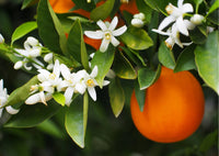 Neroli