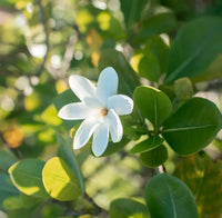 Fleur de Tiaré