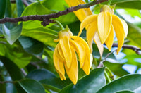Ylang ylang